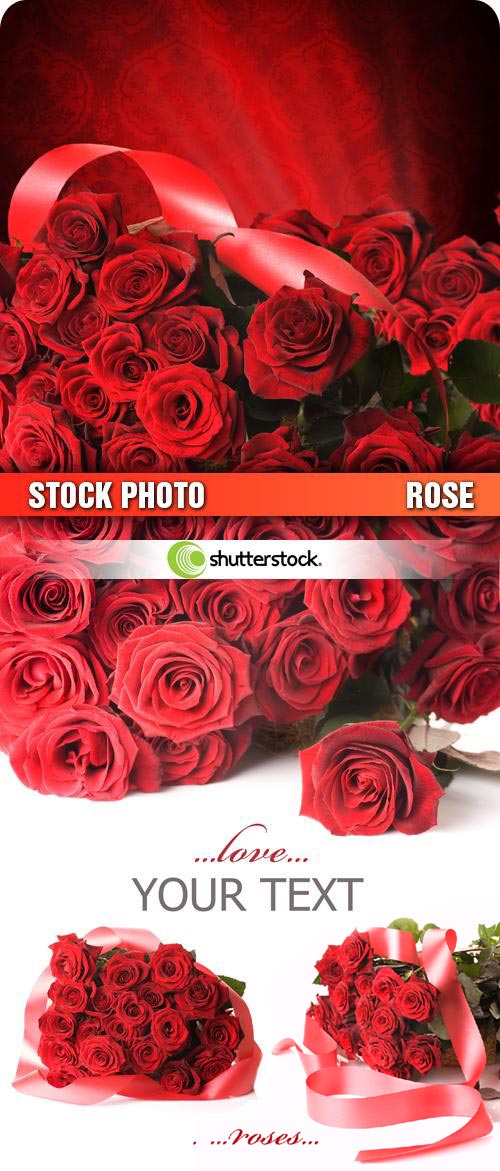 Shutterstock - Red Rose Backgrounds 4xJPGs