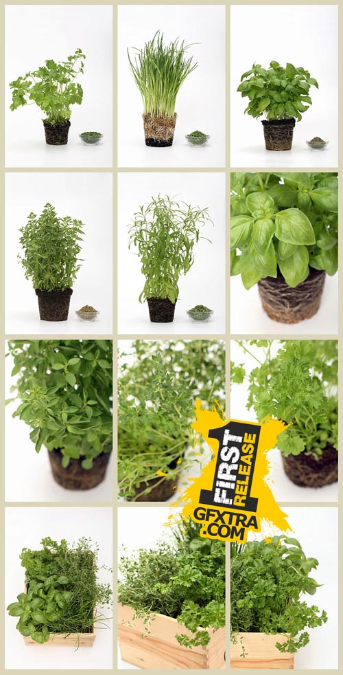 WestEnd61 Vol.084 Spices-Fresh &amp; Dry