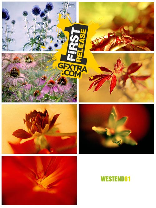 WestEnd61 Vol.007 Shrill