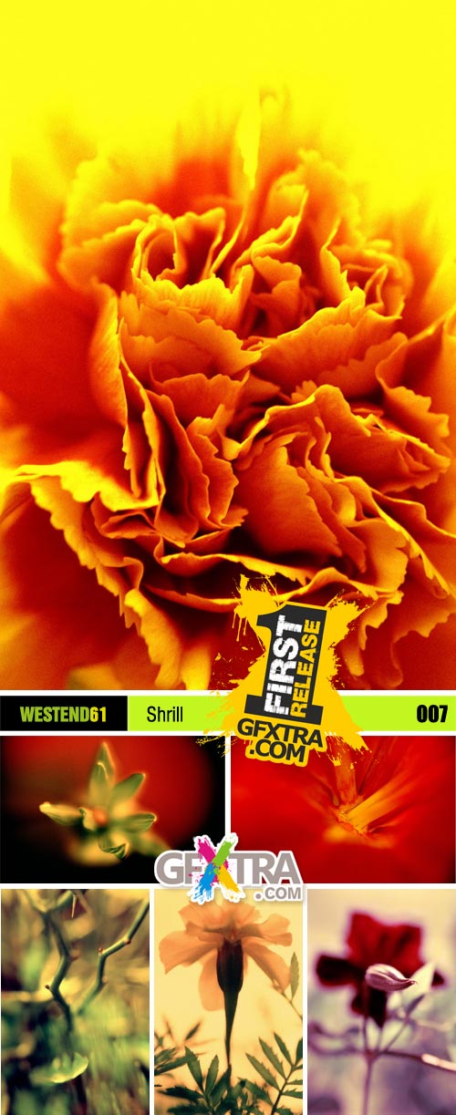 WestEnd61 Vol.007 Shrill