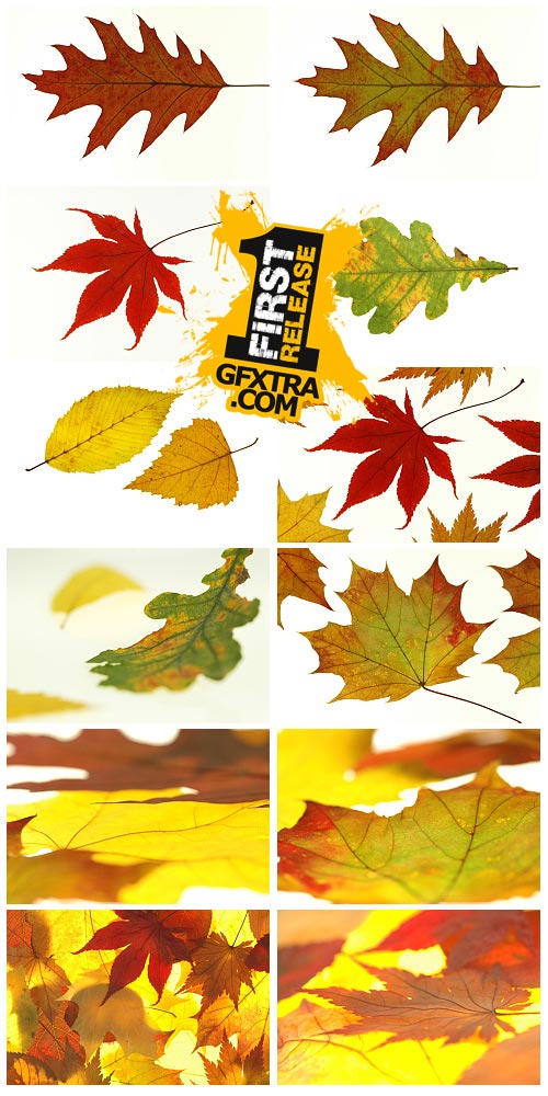 WestEnd61 Vol.017 Autumn Leaves