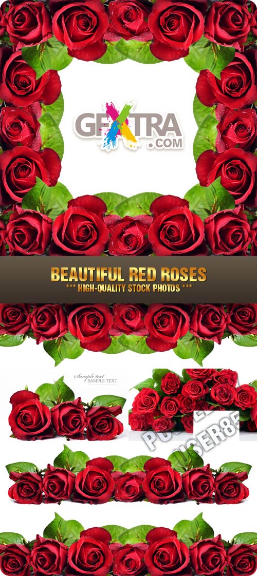 Stock Photo - Beautiful Red Roses