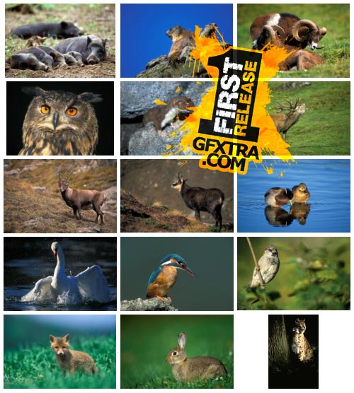 WestEnd61 Vol.039 European Wildlife