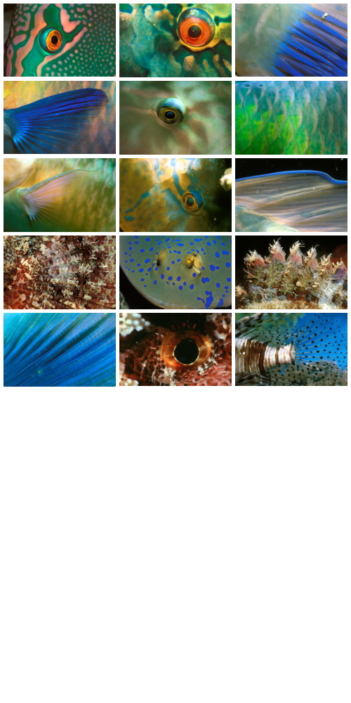 WestEnd61 Vol.046 Fish Details