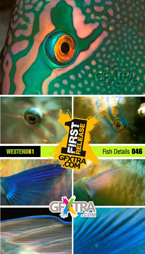 WestEnd61 Vol.046 Fish Details