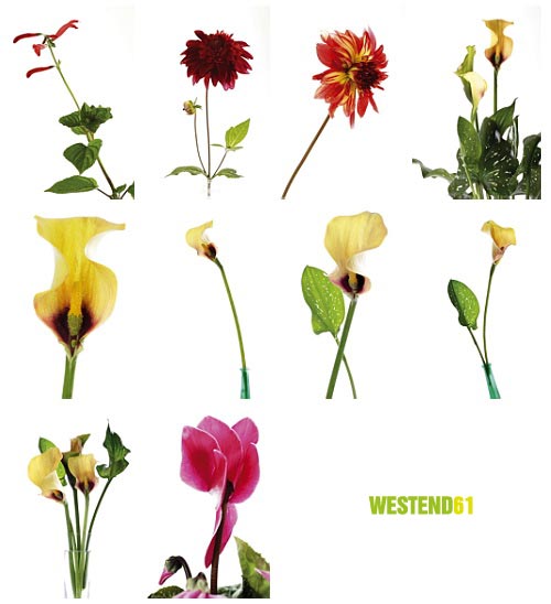 WestEnd61 Vol.117 Cutout Flowers