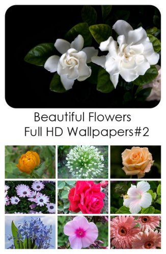 Beautiful Flowers Full HD Wallpapers#2