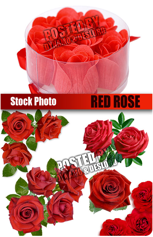 UHQ Stock Photo - Red Rose
