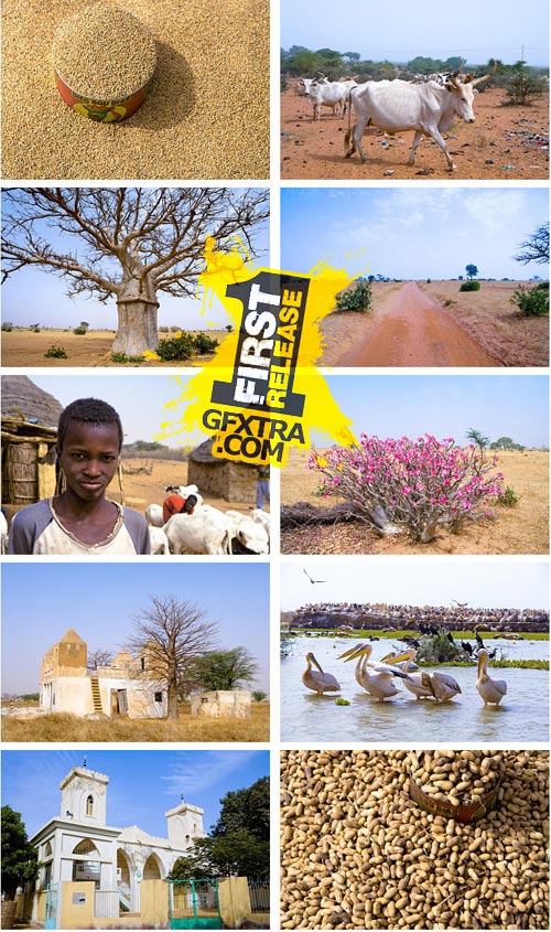 Author's Image 118 Senegal 2 Author's Image 118 Senegal 2