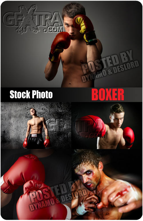 UHQ Stock Photo - Boxer