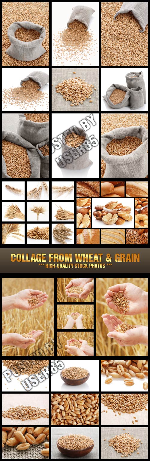 Stock Photo - Collage from Wheat & Grain