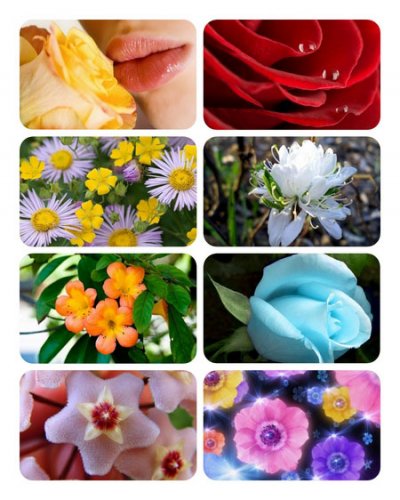 Wallpapers - Amazing Flowers#2