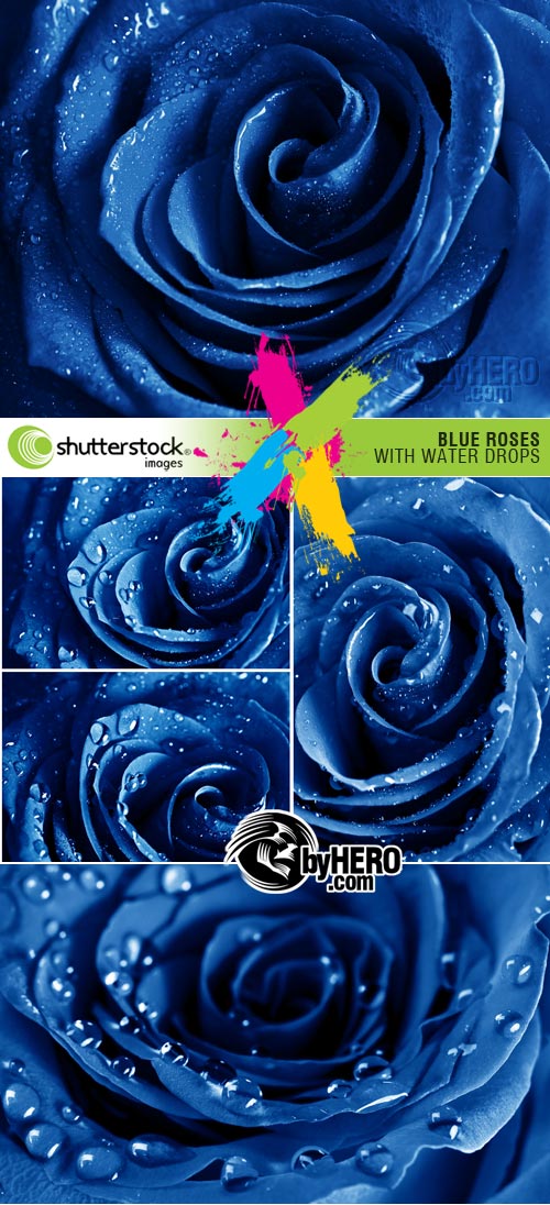 Shutterstock - Blue Roses 5xJPGs