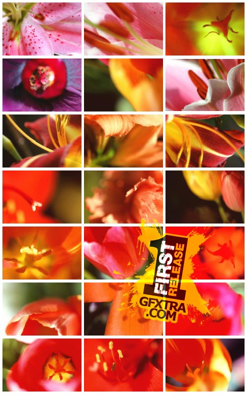 Author's Image 072 Creatives Colors Author's Image 072 Creatives Colors