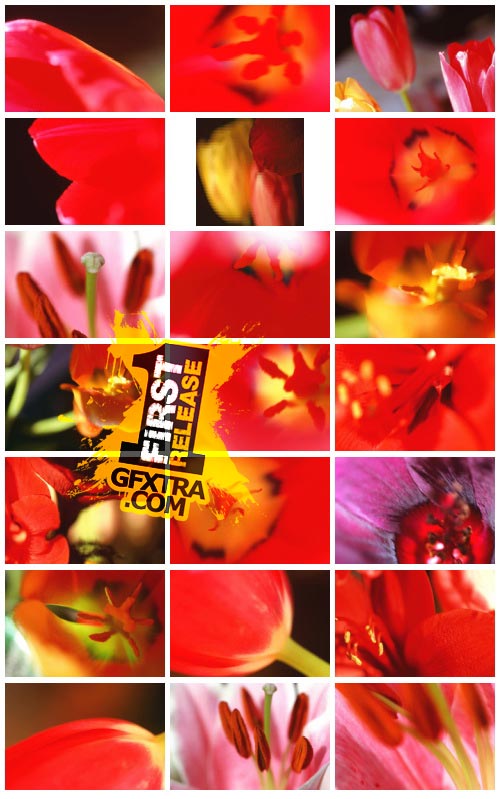 Author's Image 072 Creatives Colors Author's Image 072 Creatives Colors