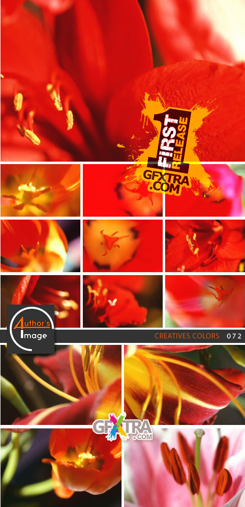 Author's Image 072 Creatives Colors
