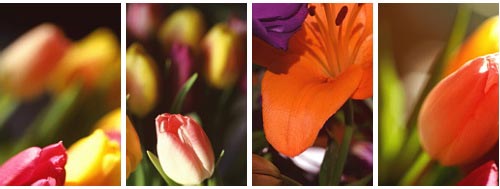 Author's Image 072 Creatives Colors Author's Image 072 Creatives Colors