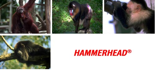 HummerHead 010 Jungle Animals