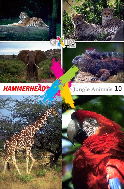 HummerHead 010 Jungle Animals