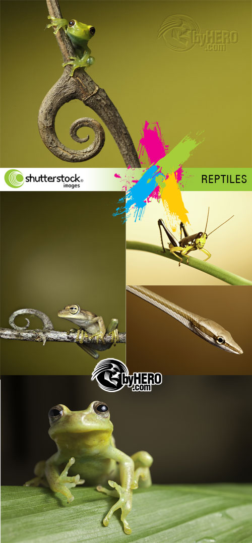 Reptiles 5xJPGs Stock Image SS