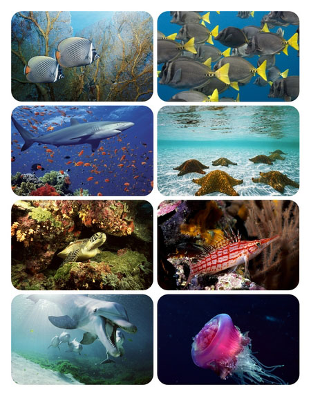 Wallpaper - Wonderful Sea World 1600x1200