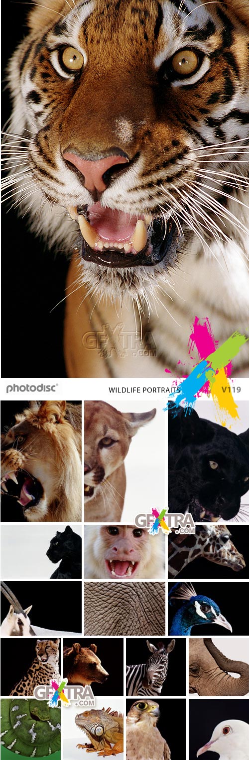 PhotoDisc V119 Wildlife Portraits