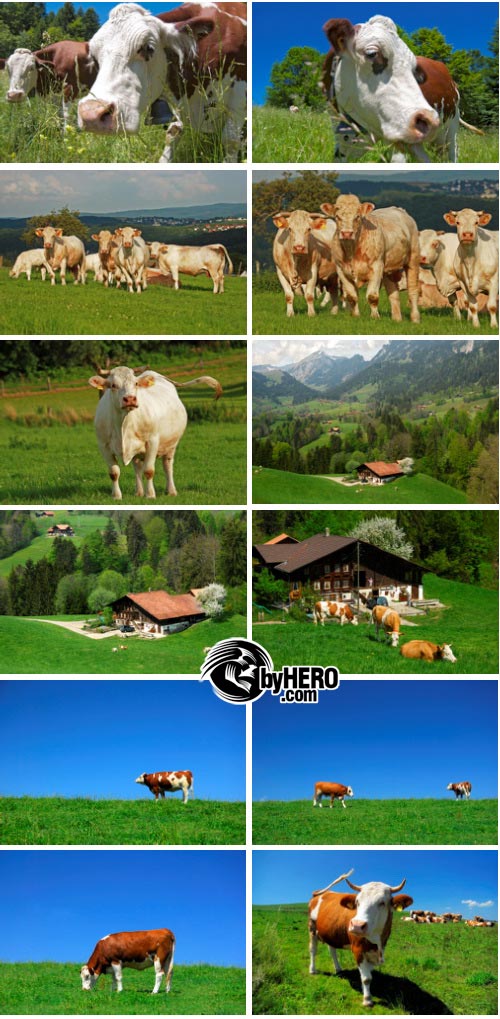 Stock - Alps, Farms and Cows 52xJPGs