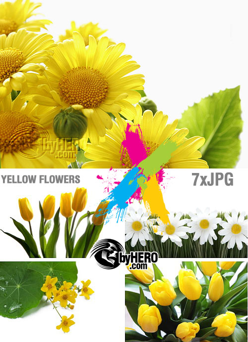 Stock - Yellow Flowers 7xJPGs