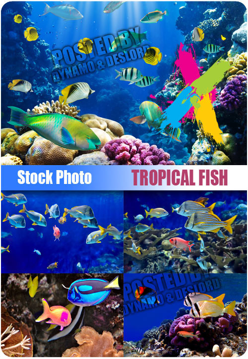 Tropical fish - UHQ Stock Photo