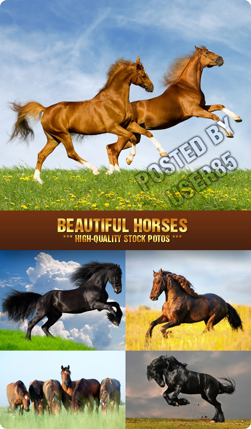 Stock Photo - Beautiful Horses