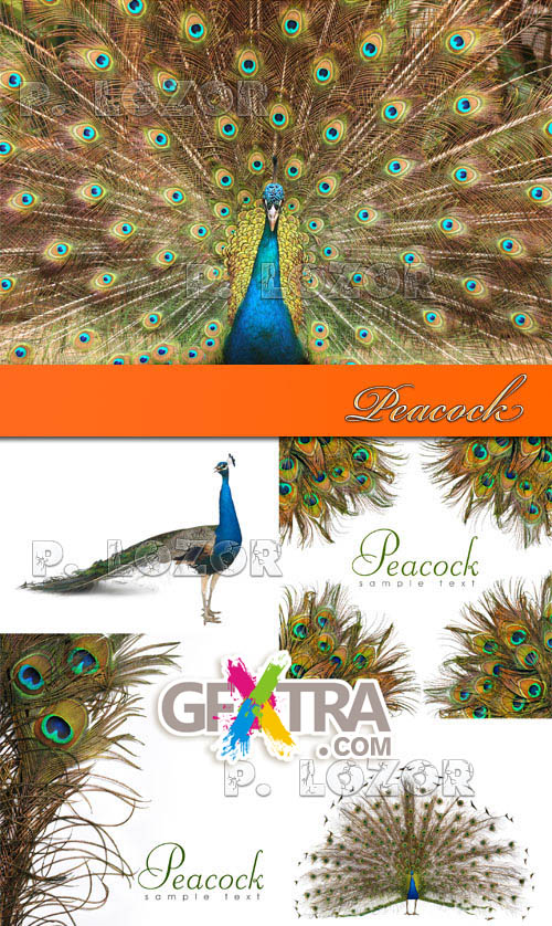 Peacock on White Background, 5xJPGs