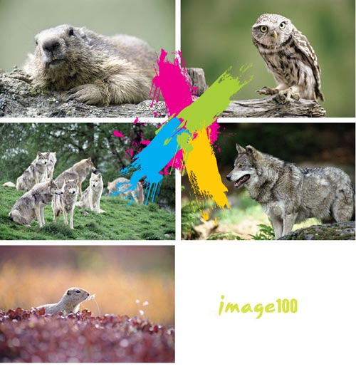 Image100 Vol.1015 Wildlife Wonders