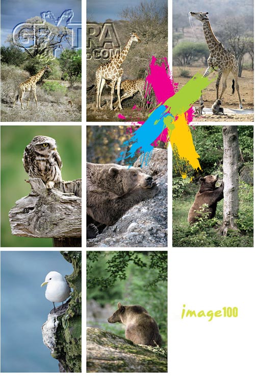 Image100 Vol.1015 Wildlife Wonders