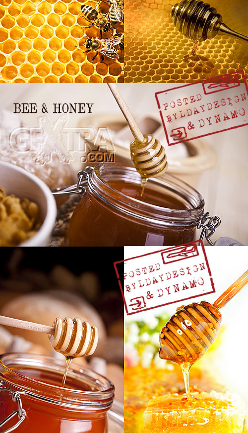 Stock Photo - Bees and honey