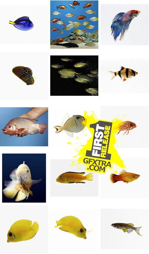 Polka Dot Images ITF160 Fish