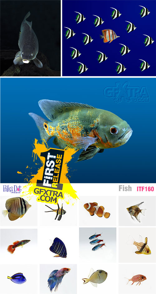 Polka Dot Images ITF160 Fish