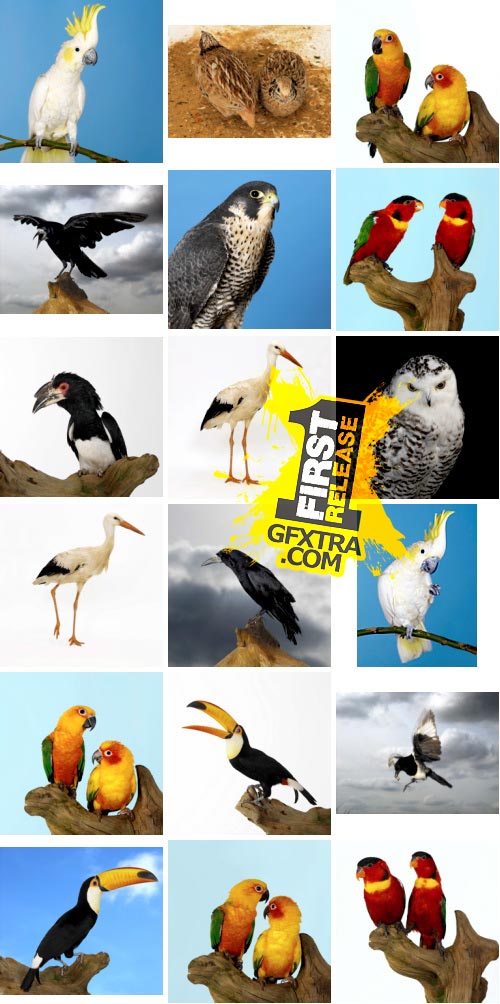 Polka Dot Images ITF161 Birds