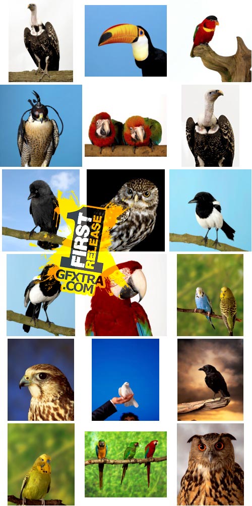 Polka Dot Images ITF161 Birds