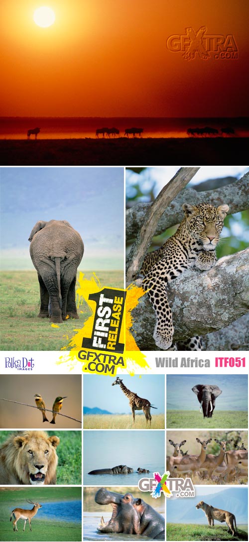 Polka Dot Images ITF051 Wild Africa