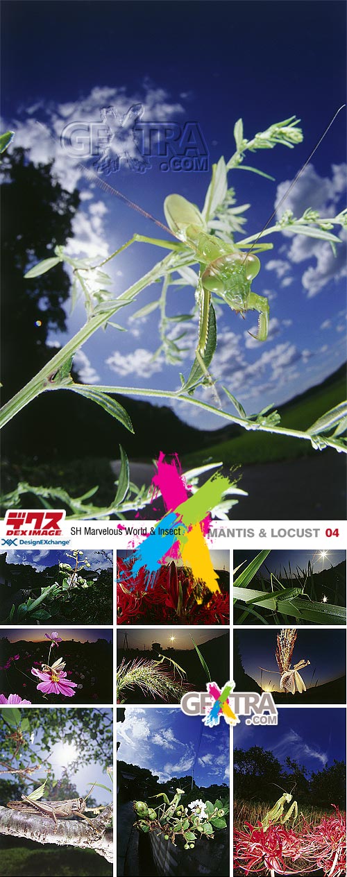 DEX Images 04: Mantis & Locust - SH Marvelous World & Insect