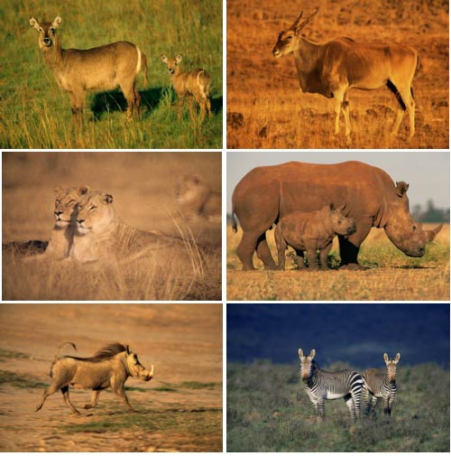 Image Source IS880 Wild Africa