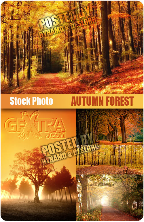 Autumn Forest - UHQ Stock Photo