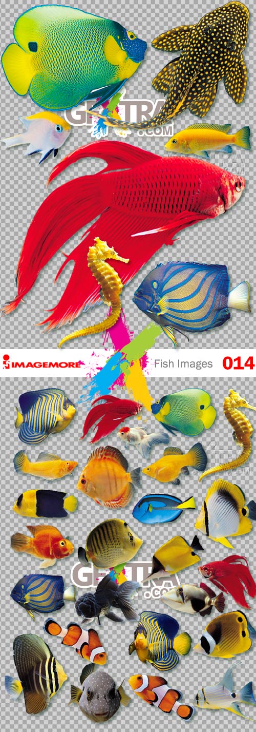 Fish Images with Pathlines! - ImageMore V014