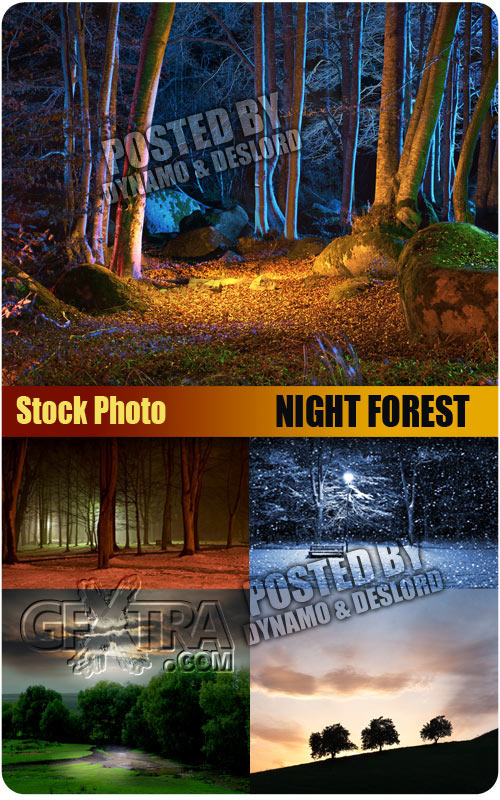 Night forest - UHQ Stock Photo