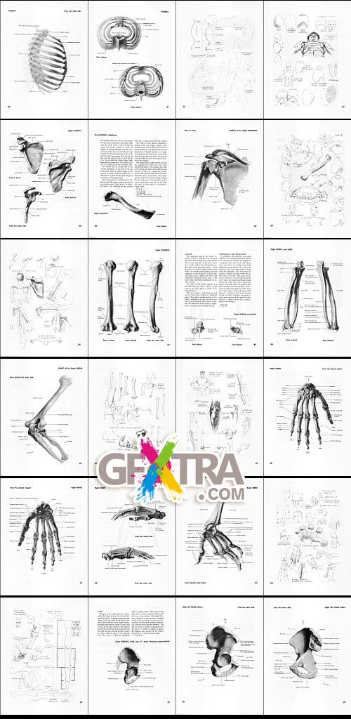 Atlas of Human Anatomy for the Artist by Stephen Rogers Peck
