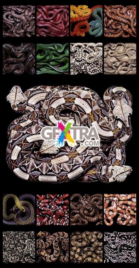 Photographer Guido Mocafico - Snakes