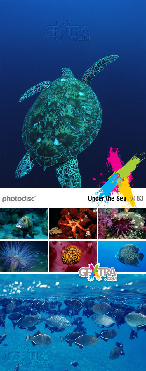 PhotoDisc V183 Under the Sea