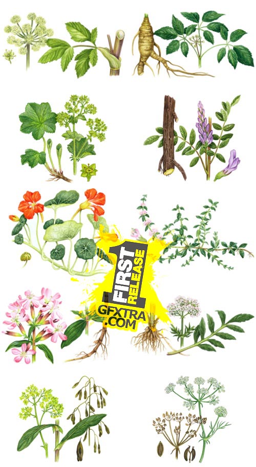 ArtVille Illustrations IL076 Herbs
