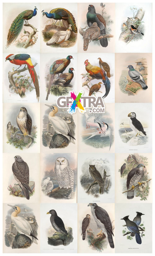 Art - The Birds of The Great Britain - Gfxtra