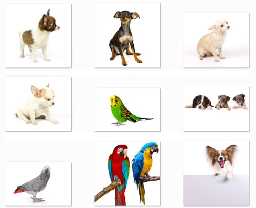 Shutterstock - 50 JPEG photos Animals on a white background photo